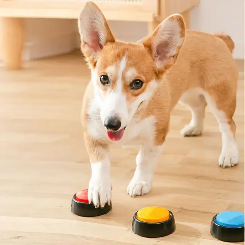 Scatola audio per animali dome - Interactive Cat Toy recensione e prezzo