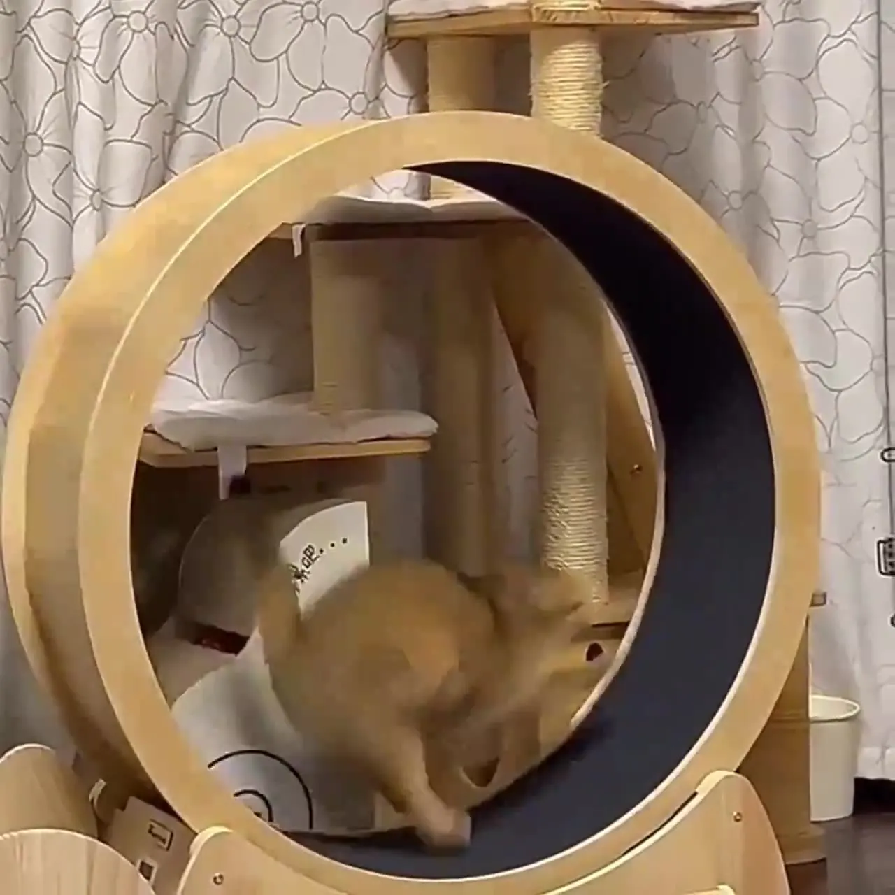 Ruota fitness per gatti giocat - Interactive Cat Toy recensione e prezzo
